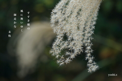 写真句：すすき穂
