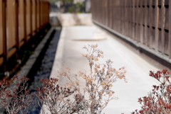 雑草という・・