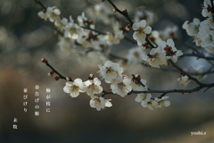 写真句：春告げの姫君たち