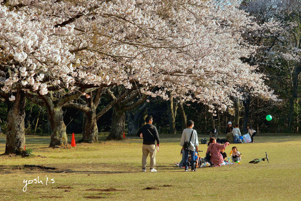 写真句：さくら公園すっ飛び行脚５