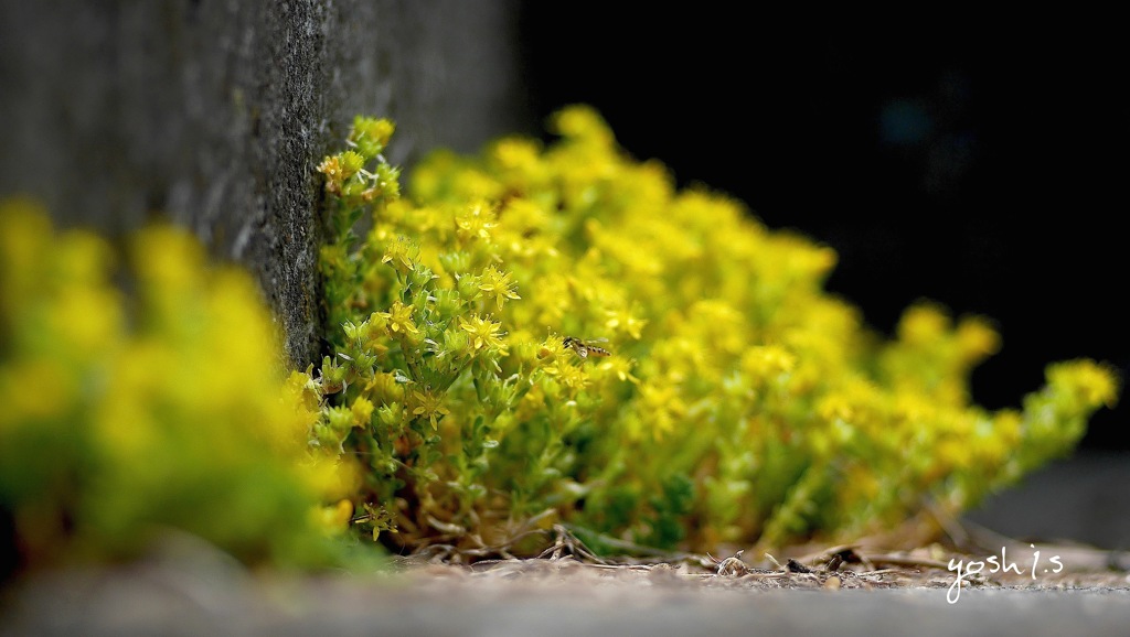 写真指編：黄金の森