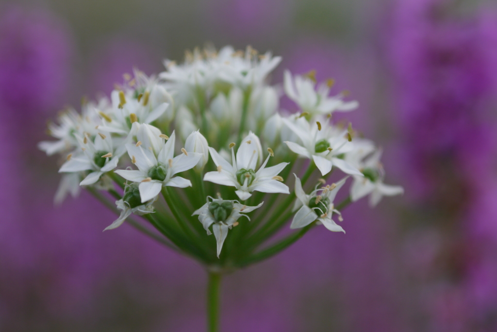 韮の花その1 ニラの花束 By Yoshi S Id 写真共有サイト Photohito 韮の花その1 ニラの花束 By Yoshi S Id 写真共有サイト Photohito