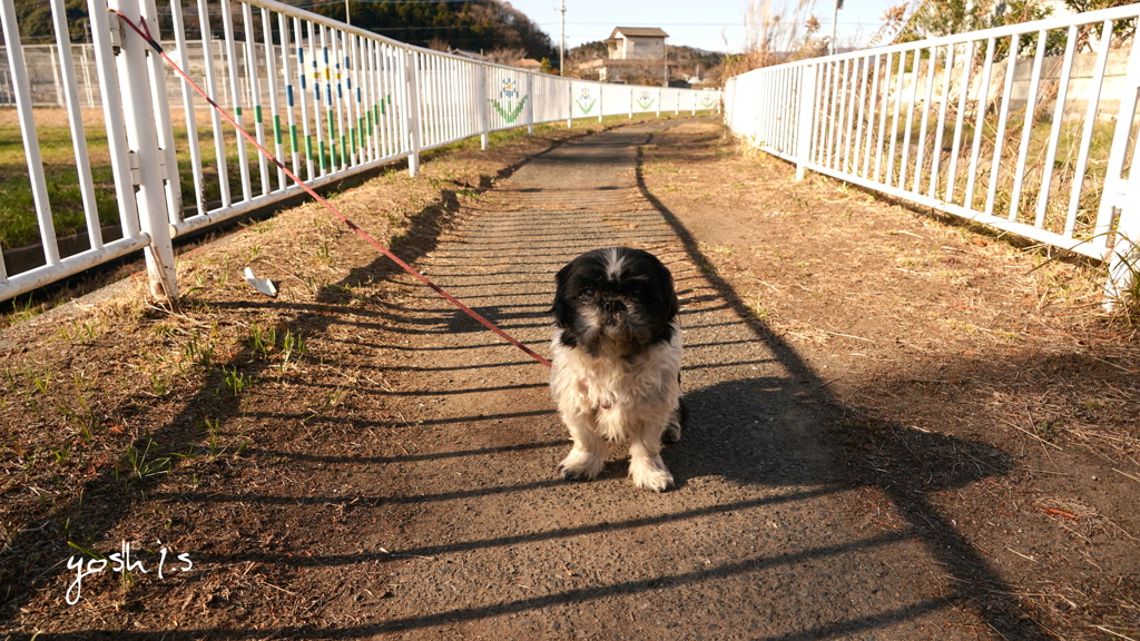 写真句：ベルの道