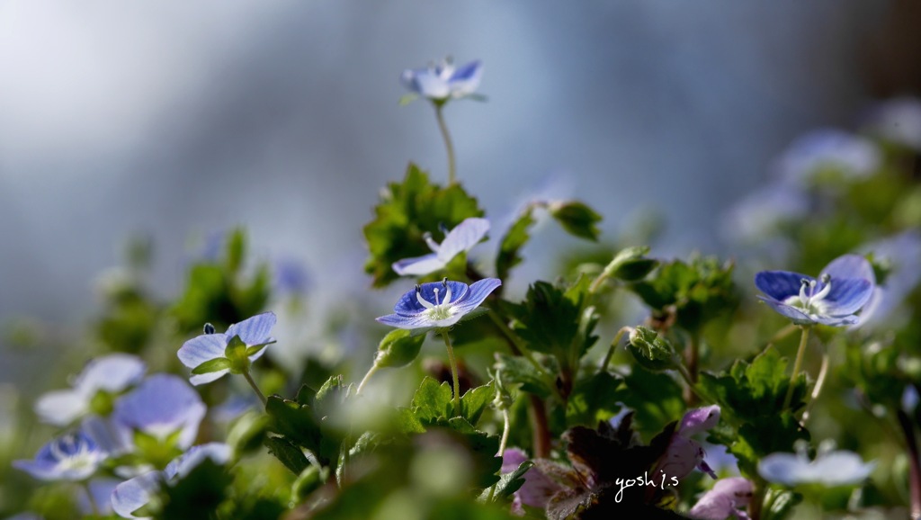 写真掌編：星の瞳の里２