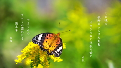 写真句歌：秋の野に蝶３
