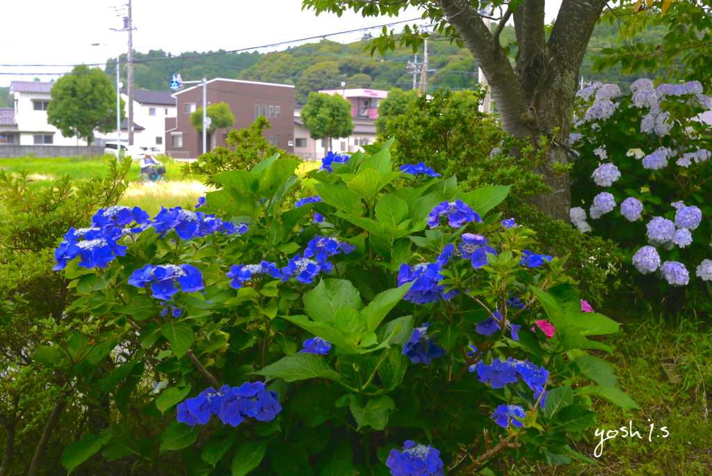 写真句：紫陽花のある風景