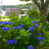 写真句：紫陽花のある風景