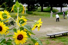 夏残り、秋来る