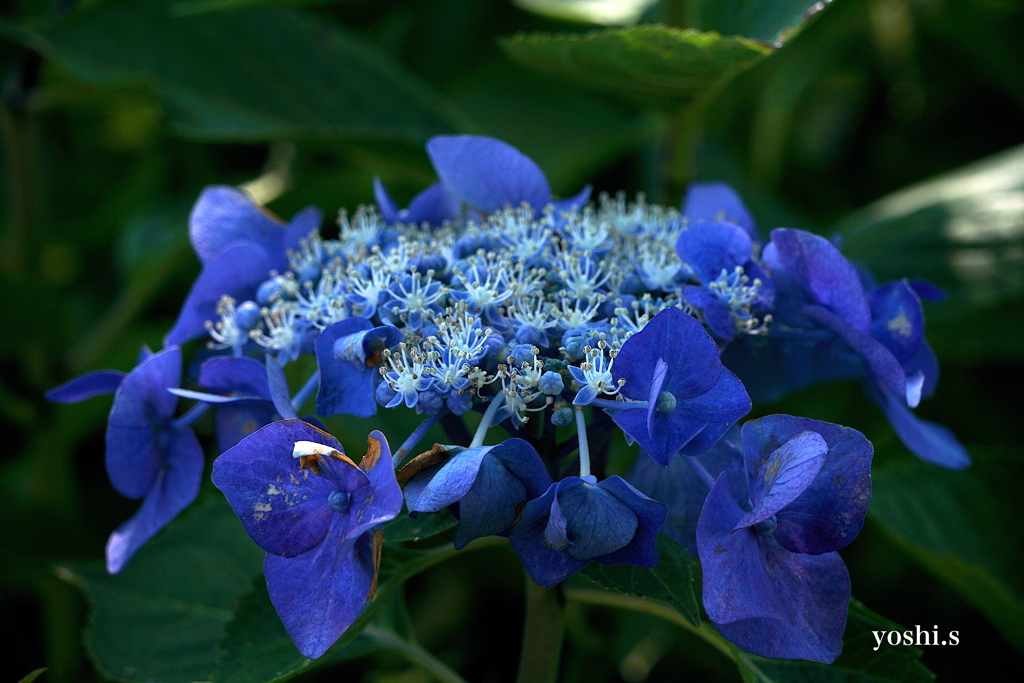 写真句：あじさい開花