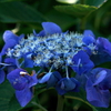 写真句：あじさい開花