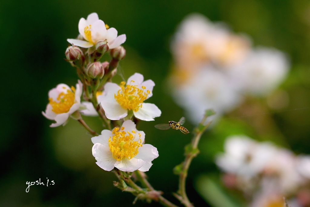 写真エッセイ：野茨に花虻