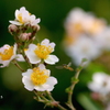 写真エッセイ：野茨に花虻