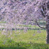 流れ桜２ by the old PENTAX lens（投稿１周年）