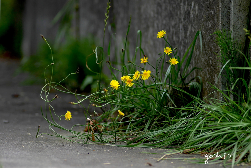 写真歌：道端
