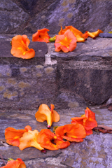 街を彩る花：落花