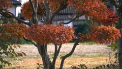 写真エッセイ：easy な紅葉狩り