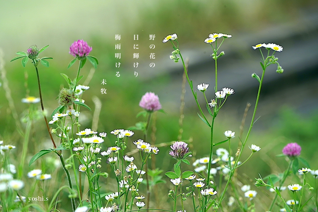 写真句：野の花