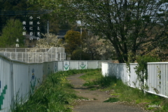 写真句：春がゆく：NTW629