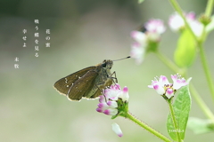 写真句:セセリ蝶 写真句:セセリ蝶