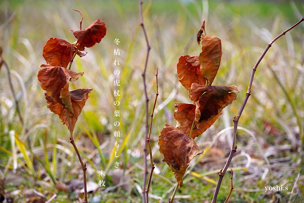 写真句：写真エッセイ：冬の葉１：虎杖（いたどり）