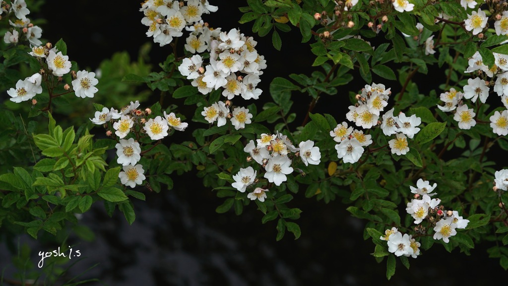 写真歌：野茨の花