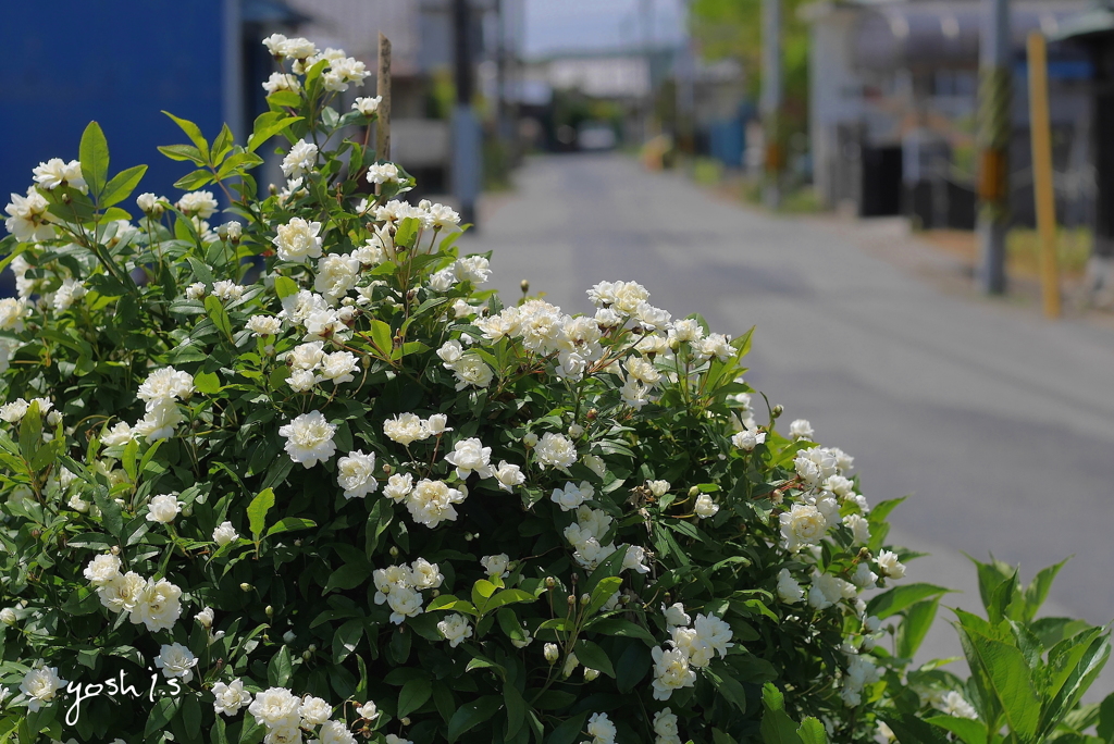 写真エッセイ：白い木香薔薇の道