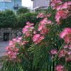 写真掌編：続々々々・夜会の花（龍馬異聞 Ⅴ）４