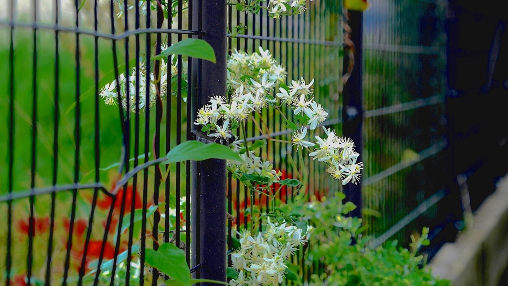 写真句：道の辺の花１：フェンスの花