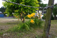 写真エッセイ：空き地の花