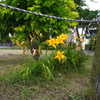 写真エッセイ：空き地の花