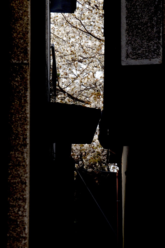 路地裏の桜２