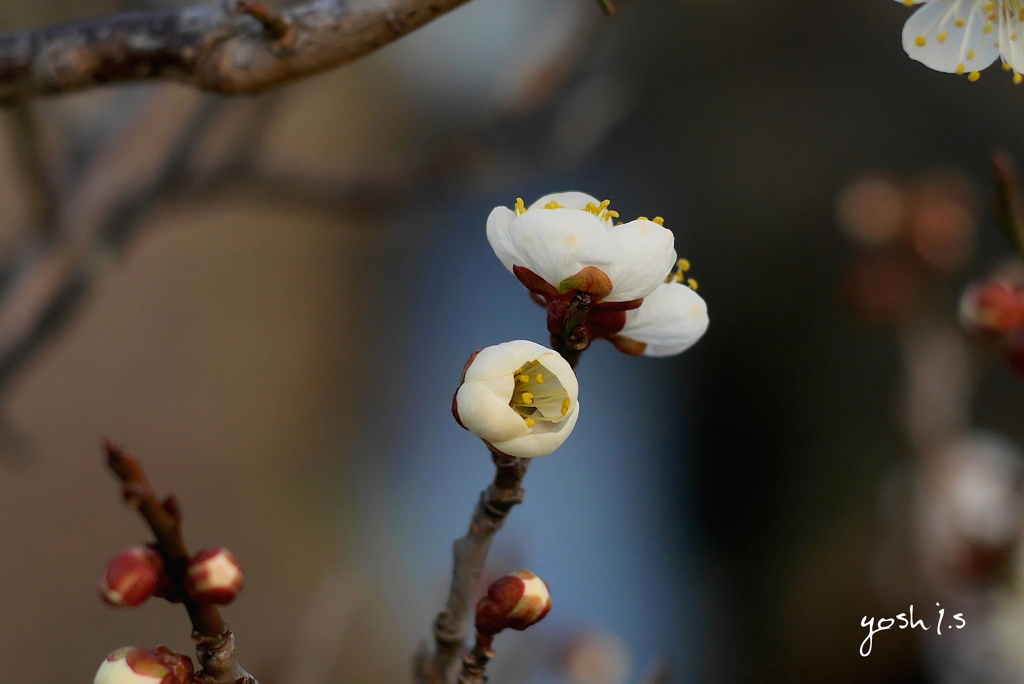 写真句： 梅花2020 #2：梅蕾、開く