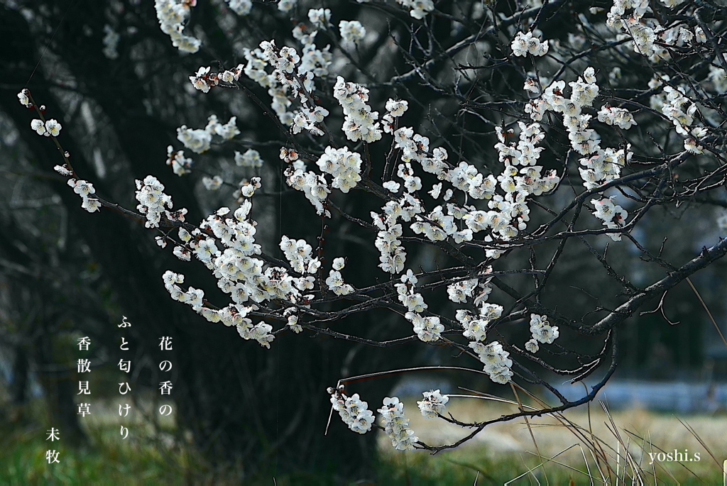 写真句：香散見草