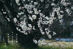 写真句：香散見草