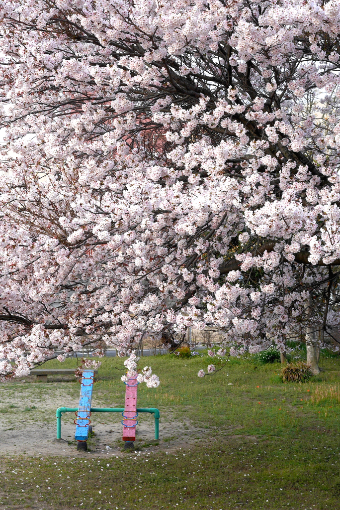 写真句：公園の桜１（NTW58） 1,550枚目