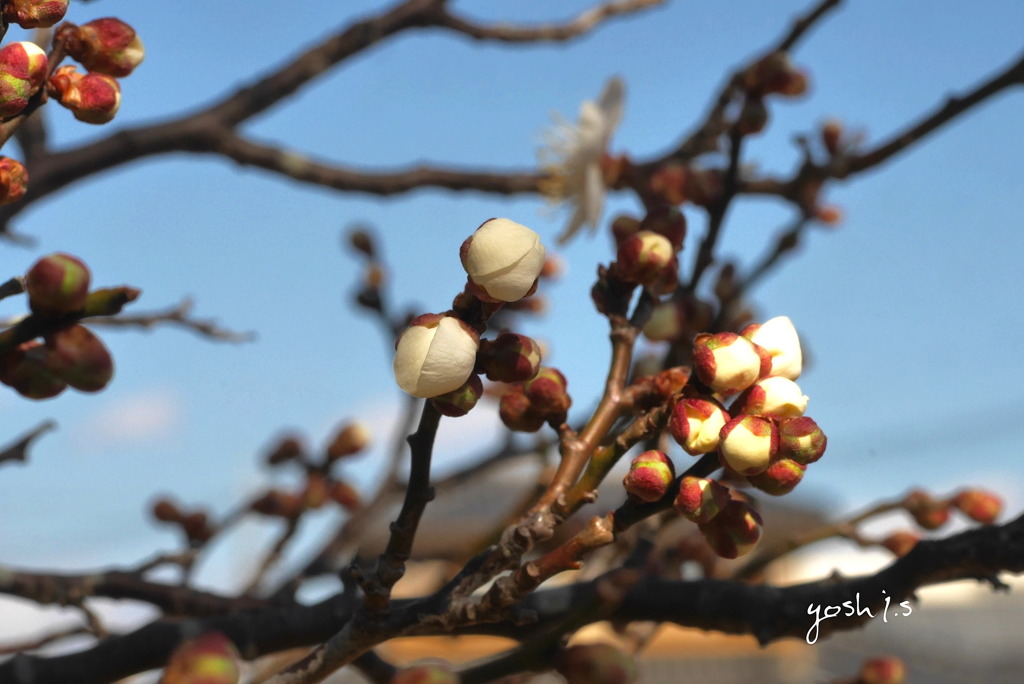 写真エッセイ：梅香る５：蕾群