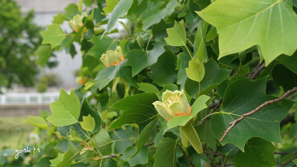 写真句：Tulip Tree