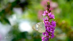 写真エッセイ：花の森のてふてふ６：楽園