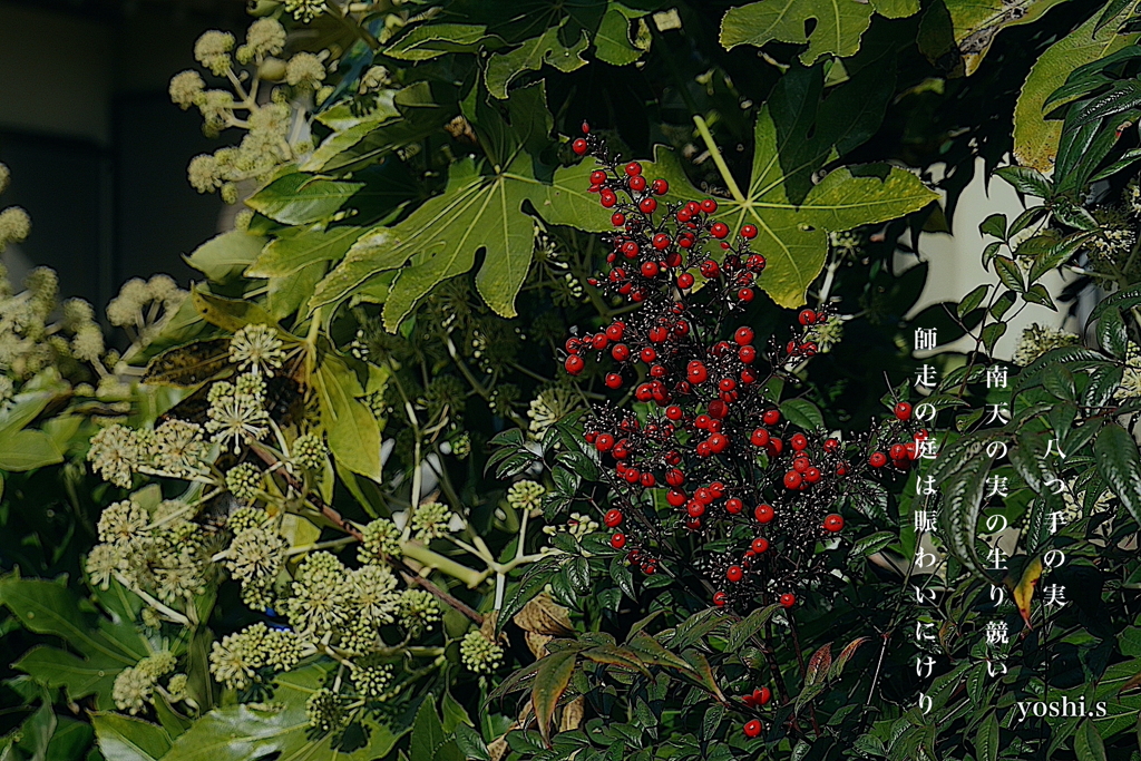 写真歌：賑わう庭 