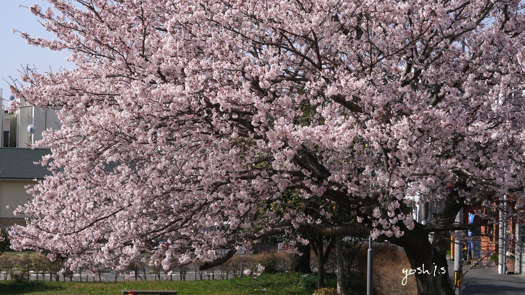 写真エッセイ：街なか公園の桜１