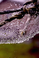 雨の季節３：Jewled Web