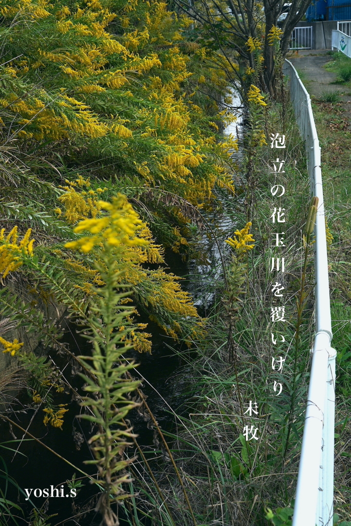 写真句：泡立草と玉川１