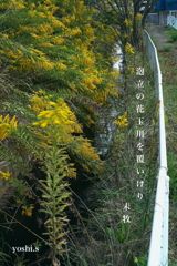 写真句：泡立草と玉川１