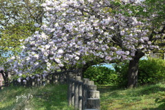 写真掌編：桜の下で 21：八重桜の小道
