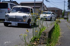 写真エッセイ：MiniとCatsear