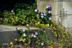 写真句：蔓桔梗