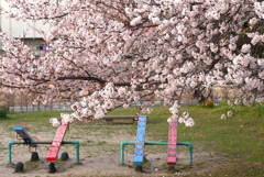 写真掌編：桜の下で ２：公園の桜３