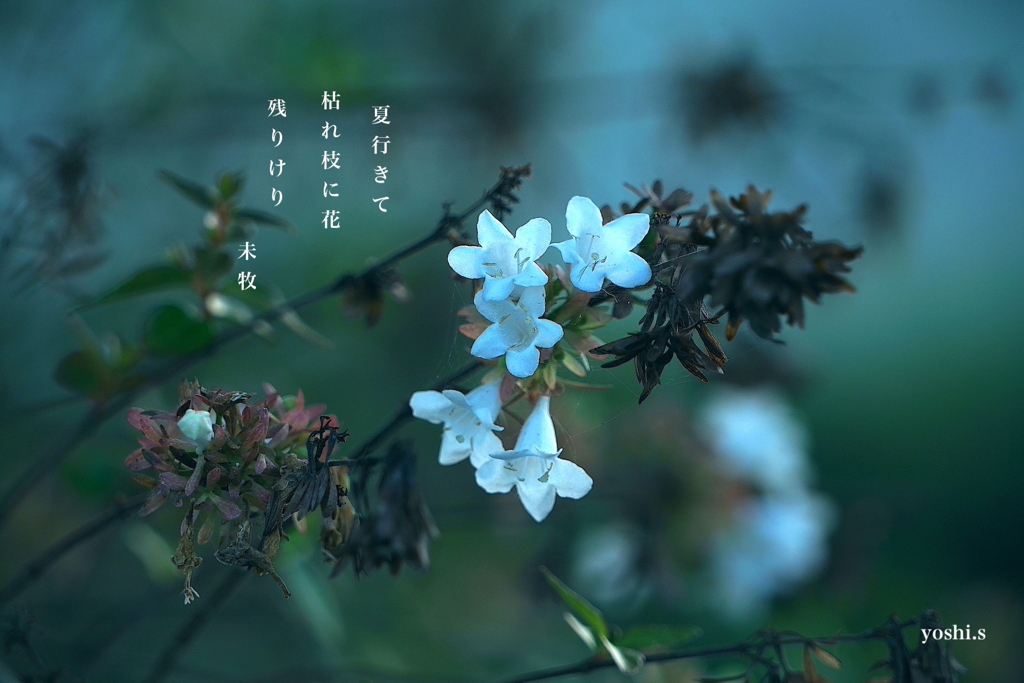 写真句：残り花・アベリア