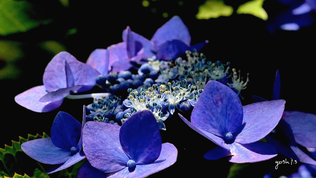 写真指編：本丸の花が開く