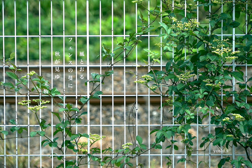 写真句： 蔓